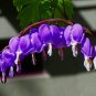 Dicentra Spectabilis Bonsai Bleeding Heart 200 Seeds