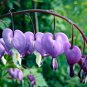 Dicentra Spectabilis Bonsai Bleeding Heart 200 Seeds