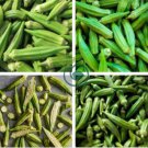 Okra Dark Green Shot Gumbo Vegetables 600 Seeds