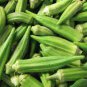Okra Dark Green Shot Gumbo Vegetables 600 Seeds