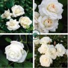Balsam Purely White Perennial Flower 40 Seeds