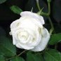 Balsam Purely White Perennial Flower 40 Seeds