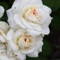 Balsam Purely White Perennial Flower 40 Seeds