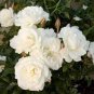 Balsam Purely White Perennial Flower 40 Seeds