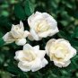 Balsam Purely White Perennial Flower 40 Seeds