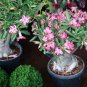 Adenium Pink Petals Red Stripe Dark Red Centre Flower 4 Seeds