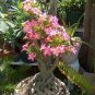 Adenium Pink Petals Red Stripe Dark Red Centre Flower 4 Seeds