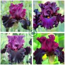 Iris Plantas  Blackish Purple Double Flowers 100 Seeds
