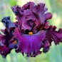 Iris Plantas Blackish Purple Double Flowers 100 Seeds