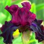 Iris Plantas Blackish Purple Double Flowers 100 Seeds