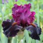 Iris Plantas Blackish Purple Double Flowers 100 Seeds