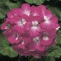 Geranium 'Scarlet Star' Perennial Flower 20 Seeds