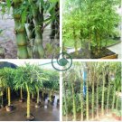 Garden Bambusa Ventricosa Bamboo 100 Seeds