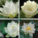 Purely White Nelumbo Nucifera China Beautiful Lotus 2 Seeds