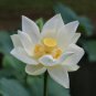 Purely White Nelumbo Nucifera China Beautiful Lotus 2 Seeds