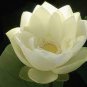 Purely White Nelumbo Nucifera China Beautiful Lotus 2 Seeds
