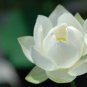 Purely White Nelumbo Nucifera China Beautiful Lotus 2 Seeds