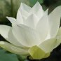 Purely White Nelumbo Nucifera China Beautiful Lotus 2 Seeds