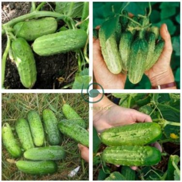 Heirloom Autumn Spiny Little Cucumber  100 Seeds