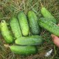 Heirloom Autumn Spiny Little Cucumber  100 Seeds