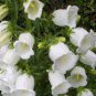 Campanula Rare White Bellflower 100 Seeds