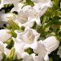 Campanula Rare White Bellflower 100 Seeds