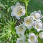 Campanula Rare White Bellflower 100 Seeds