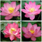 Lewis Pink Nelumbo Nucifera Lotus Flower Pond Plant 2 Seeds