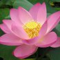 Lewis Pink Nelumbo Nucifera Lotus Flower Pond Plant 2 Seeds