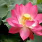Lewis Pink Nelumbo Nucifera Lotus Flower Pond Plant 2 Seeds