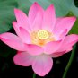 Lewis Pink Nelumbo Nucifera Lotus Flower Pond Plant 2 Seeds