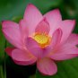 Lewis Pink Nelumbo Nucifera Lotus Flower Pond Plant 2 Seeds