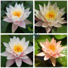 Nymphaea Eldorado Asian Orange Water Lily Pad Flower Pond  2 Seeds