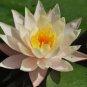 Nymphaea Eldorado Asian Orange Water Lily Pad Flower Pond  2 Seeds