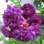 Mix Carnation Flower Seeds Dianthus Caryophyllus 80 Seeds