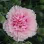 Mix Carnation Flower Seeds Dianthus Caryophyllus 80 Seeds