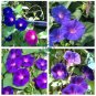 Mix Morning Glory Ipomoea Nil Climbing Vines 40 Seeds