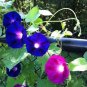 Mix Morning Glory Ipomoea Nil Climbing Vines 40 Seeds