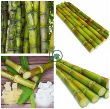 Rare Heirloom Very Sweet Green Sugarcane Organic 2 Seeds