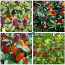 Colorful Ornamental Pepper ''Mini Bubble Rainbow'' Garden 40 Seeds