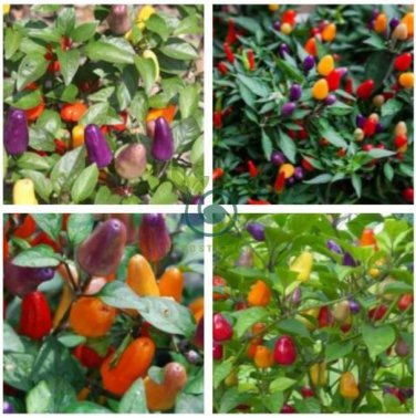 Colorful Ornamental Pepper ''Mini Bubble Rainbow'' Garden 40 Seeds