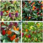 Colorful Ornamental Pepper ''Mini Bubble Rainbow'' Garden 40 Seeds