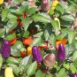 Colorful Ornamental Pepper ''Mini Bubble Rainbow'' Garden 40 Seeds