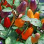 Colorful Ornamental Pepper ''Mini Bubble Rainbow'' Garden 40 Seeds