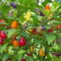 Colorful Ornamental Pepper ''Mini Bubble Rainbow'' Garden 40 Seeds