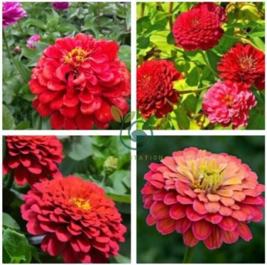 Red Zinnia Elegans Common Zinnia Youth-and-Old-Age 100 Seeds