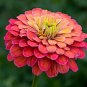 Red Zinnia Elegans Common Zinnia Youth-and-Old-Age 100 Seeds