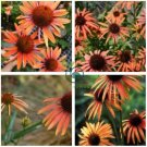 Orange Meadowbrite Echinacea Perennial Coneflower  400 Seeds