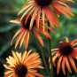 Orange Meadowbrite Echinacea Perennial Coneflower  400 Seeds