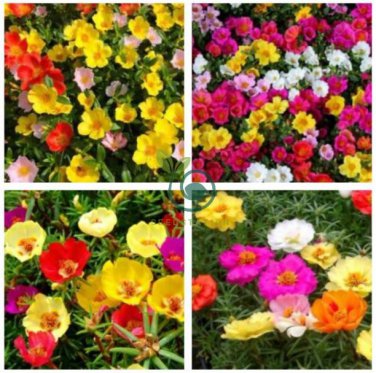 Mix Portulaca Grandiflora Moss Rose Flower Seeds 100 Seeds